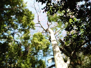 How do you photograph a Ceiba Spaciosa?        